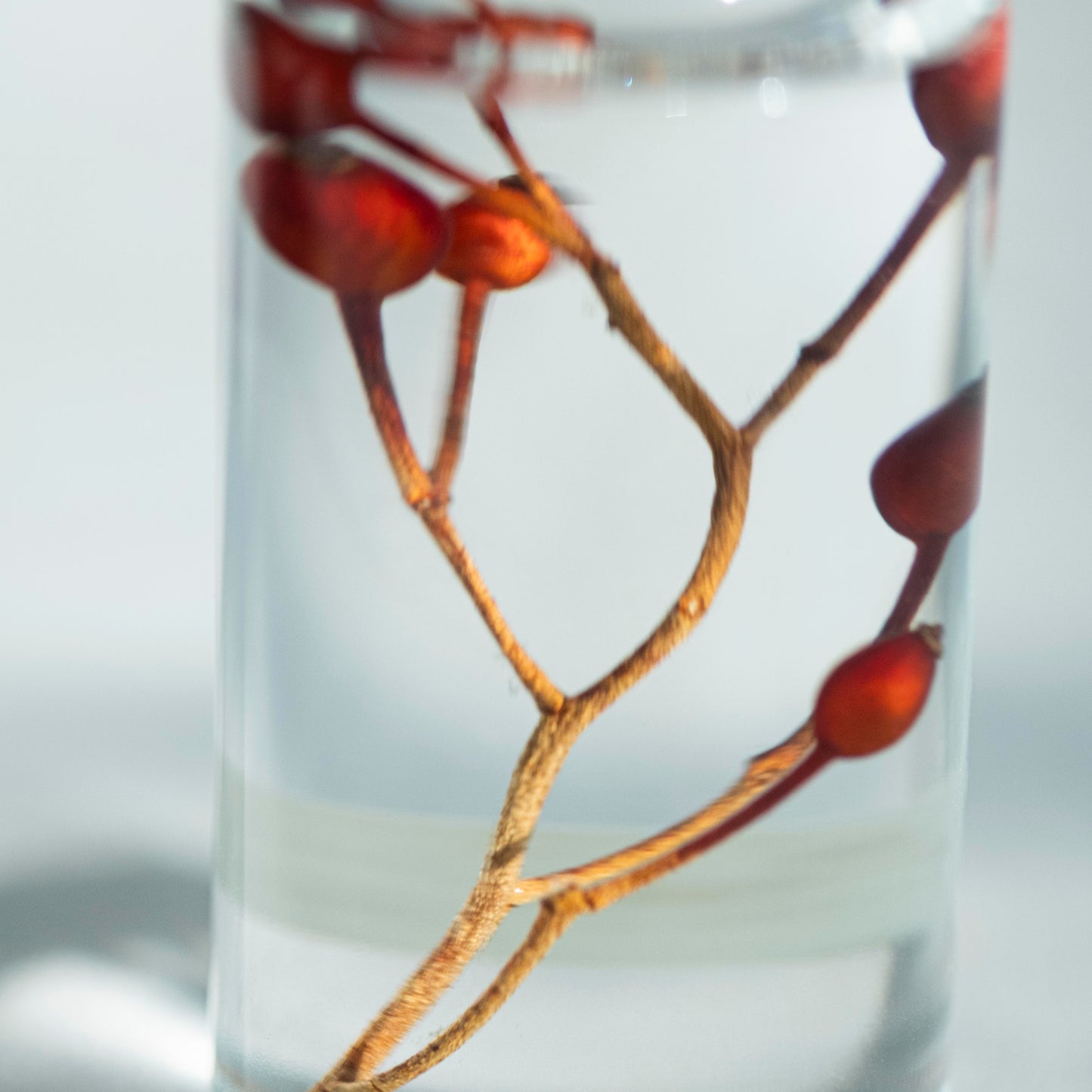 山歸來浮游花 植物標本